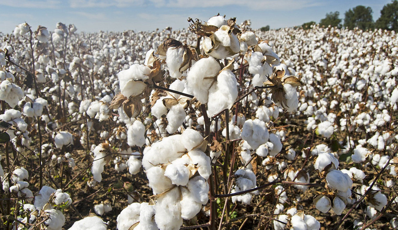 The Truth about cotton farming on the blog at globetrottersiraconlineusa sustainable clothing